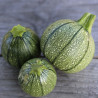 COURGETTE RONDE de Nice - Graines BIO | Ferme de Sainte Marthe | Graines et Bio