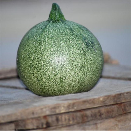 Courgette Ronde de Nice - Ste Marthe 🥒 Livraison Gratuite