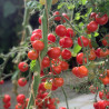 TOMATES CERISES en MÉLANGE - Graines BIO | Ferme de Sainte Marthe | Graines et Bio