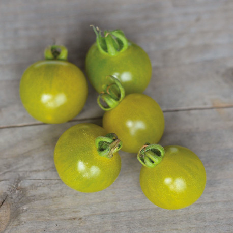 TOMATE CERISE VERTE Doctor's Frosted - Graines BIO | Ferme de Sainte Marthe | Graines et Bio