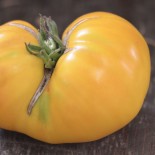 TOMATE JAUNE Huge Lemon Oxheart - Graines BIO