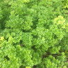 PERSIL FRISÉ NAIN - Graines BIO | Ferme de Sainte Marthe | Graines et Bio
