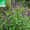 AGASTACHE ANISÉE - Graines BIO | Ferme de Sainte Marthe | Graines et Bio