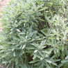 SAUGE Officinale - Graines BIO | Ferme de Sainte Marthe | Graines et Bio