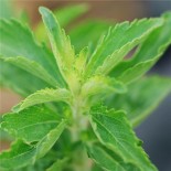 🌿 Graines AROMATIQUES et MEDICINALES - STEVIA - Graines BIO