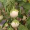 MINI AUBERGINE Blanche Ronde à Oeuf - Graines BIO | Ferme de Sainte Marthe | Graines et Bio