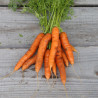 CAROTTE de CARENTAN - Graines BIO | Ferme de Sainte Marthe | Graines et Bio