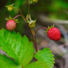 FRAISIER DES 4 SAISONS - Graines non traitées | Ferme de Sainte Marthe | Graines et Bio
