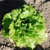 LAITUE BATAVIA La Brillante - Graines BIO | Ferme de Sainte Marthe | Graines et Bio