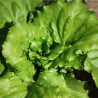 LAITUE BATAVIA La Brillante - Graines BIO | Ferme de Sainte Marthe | Graines et Bio