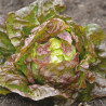 LAITUE MERVEILLE des 4 SAISONS - Graines BIO | Ferme de Sainte Marthe | Graines et Bio