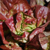 LAITUE MERVEILLE des 4 SAISONS - Graines BIO | Ferme de Sainte Marthe | Graines et Bio