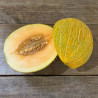 MELON DE CAVAILLON - Graines BIO | Ferme de Sainte Marthe | Graines et Bio