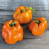 POIVRON ORANGE California Wonder - Graines BIO | Ferme de Sainte Marthe | Graines et Bio