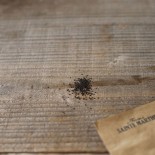 Graines de pourpier d'hiver