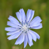 CHICORÉE Sauvage - Graines BIO | Ferme de Sainte Marthe | Graines et Bio