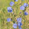 CHICORÉE Sauvage - Graines BIO | Ferme de Sainte Marthe | Graines et Bio