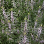 AGRIPAUME Cardiaque - Graines BIO | Sativa | Graines et Bio