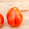 TOMATES CHAIR de BOEUF - DUO Kokopelli - Graines BIO | KOKOPELLI | Graines et Bio