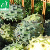 KIWANO CONCOMBRE Cornu - Graines BIO | Ferme de Sainte Marthe | Graines et Bio