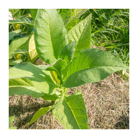 https://cdn3.graines-et-bio.fr/6111-large_default/kokopelli-tabac-virginia-bright-leaf.jpg