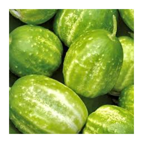 CONCOMBRE NAIN "Richmond Green Apple" - Kokopelli - Graines BIO | KOKOPELLI | Graines et Bio