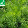 ANETH OFFICINALE - Graines BIO | Ferme de Sainte Marthe | Graines et Bio