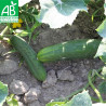 CONCOMBRE LONG ANGLAIS - Graines BIO | Ferme de Sainte Marthe | Graines et Bio