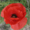 COQUELICOT Sauvage - Graines BIO | Ferme de Sainte Marthe | Graines et Bio