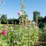 ROSE TRÉMIÈRE "Carnival Mix" - Graines BIO | KOKOPELLI | Graines et Bio