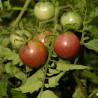 TOMATE CERISE "Chocolate Cherry" - Graines BIO | KOKOPELLI | Graines et Bio