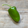 PIMENT à TAPAS Padron - Graines BIO | Ferme de Sainte Marthe | Graines et Bio
