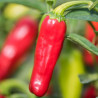 PIMENT PEU FORT "Pepperoncini" - Graines BIO | KOKOPELLI | Graines et Bio