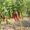 PIMENT PEU FORT "Pepperoncini" - Graines BIO | KOKOPELLI | Graines et Bio