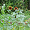 TOURNESOL à FLEURS "Evening Colours" - Graines BIO | KOKOPELLI | Graines et Bio