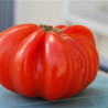 TOMATE BEEFSTEAK Watermelon - Graines BIO | KOKOPELLI | Graines et Bio