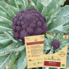 BROCOLI VIOLET du Cap - Graines BIO | La Semence Bio | Graines et Bio