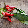 PIMENT TABASCO - Graines BIO | Ferme de Sainte Marthe | Graines et Bio