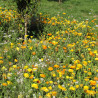 Mélange ANTI-PUCERON - Graines non traitées | Ferme de Sainte Marthe | Graines et Bio