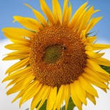 TOURNESOL à GRAINES "Issanka" - Graines BIO | KOKOPELLI | Graines et Bio