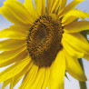 TOURNESOL CALIFORNIEN - Graines BIO | Ferme de Sainte Marthe | Graines et Bio
