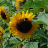 TOURNESOL CALIFORNIEN - Graines BIO | Ferme de Sainte Marthe | Graines et Bio