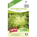 CHICORÉE FRISÉE WALLONNE - Graines BIO | SANRIVAL | Graines et Bio