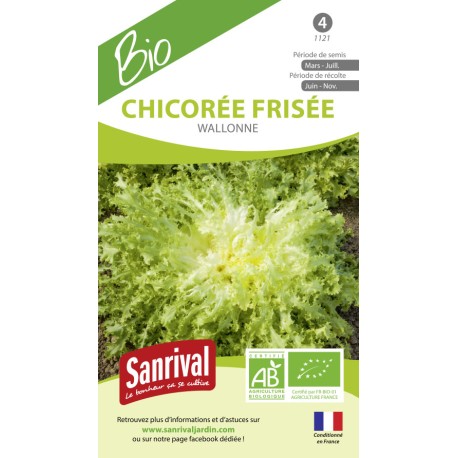 CHICORÉE FRISÉE WALLONNE - Graines BIO | SANRIVAL | Graines et Bio
