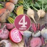BETTERAVES: 4 variétés en MÉLANGE - Graines BIO | Ferme de Sainte Marthe | Graines et Bio