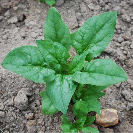 Graines D'épinard Géant D'hiver - Sachet 45 G - Légume Feuille Résistant - Graines Bocquet (non Hybrides) - 7