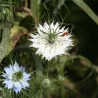 NIGELLE de DAMAS - Graines BIO | Ferme de Sainte Marthe | Graines et Bio