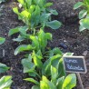 OSEILLE ÉPINARD Perpétuel - Graines BIO | Ferme de Sainte Marthe | Graines et Bio