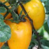 TOMATE à FARCIR Jaune - Graines BIO | Ferme de Sainte Marthe | Graines et Bio