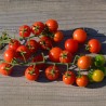 TOMATE GROSEILLE Rouge - Graines BIO | Ferme de Sainte Marthe | Graines et Bio